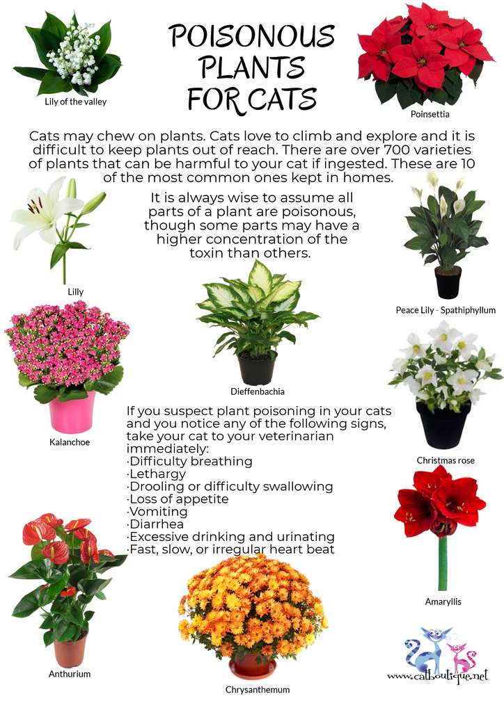Poisonous plants for cats  catboutiquenet